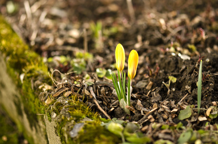 crocus yellow next bollardの写真素材