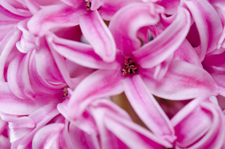 hyacinth flowerの写真素材