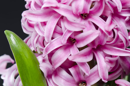 hyacinth flowerの写真素材