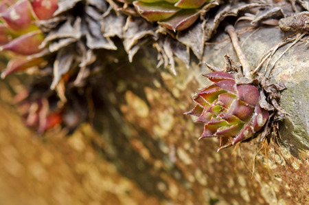 houseleek rockの写真素材