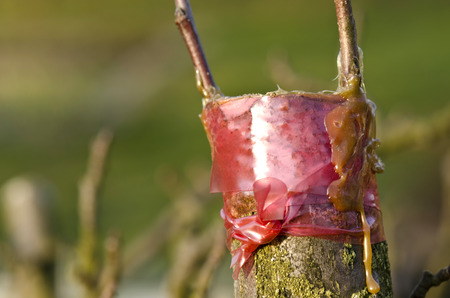 tree grafting