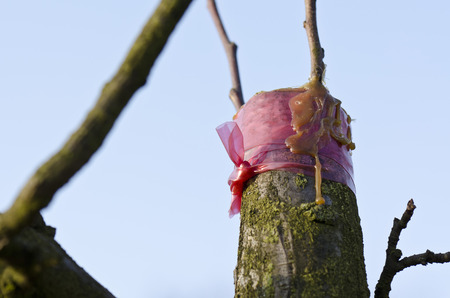 tree graftingの写真素材