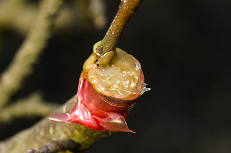 tree graftingの写真素材