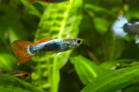livebearer guppy maleの写真素材