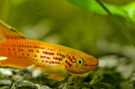 killifish variedの写真素材