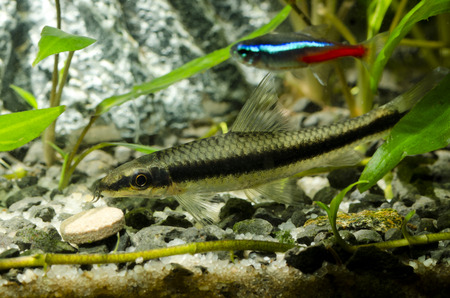 Bala black stripesの写真素材