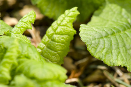 primrose leafの写真素材