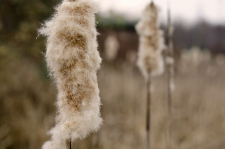 reed clumps