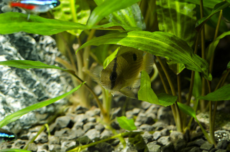Akara brown
