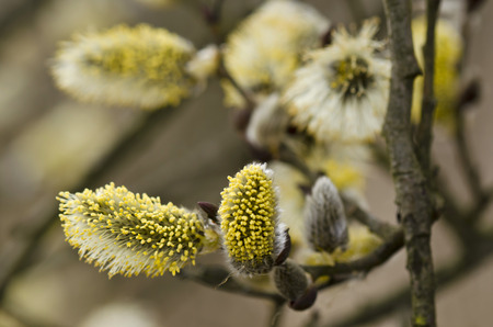 aspen tree blossom