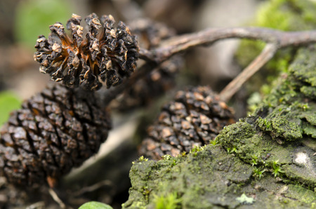 fruiting body alderの写真素材