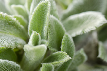 plant with hairy leavesの写真素材