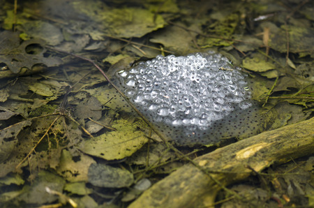 frog eggs in the pondの写真素材
