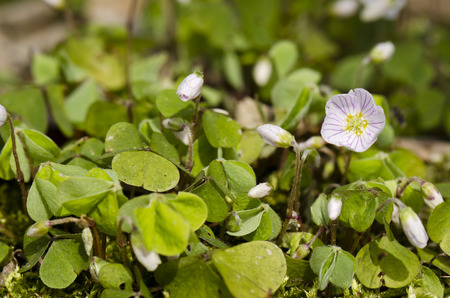 sorrel Oxalis acetosellaの写真素材