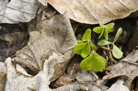 sorrel Oxalis acetosellaの写真素材