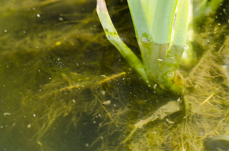 Water iris leaves