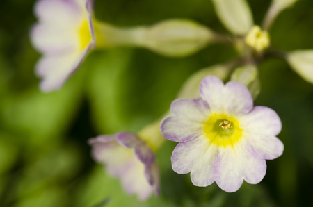 Primrose Primula Verisの写真素材