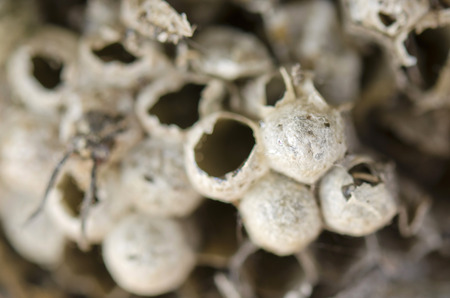 Open wasp nest with honeycombsの写真素材