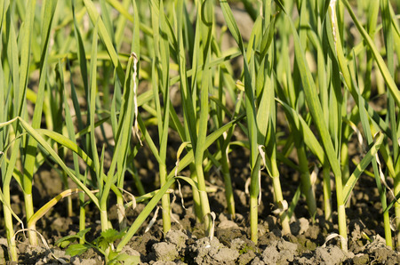 planted garlicの写真素材