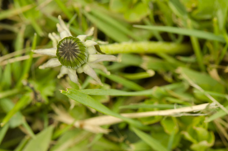 dandelion budの写真素材