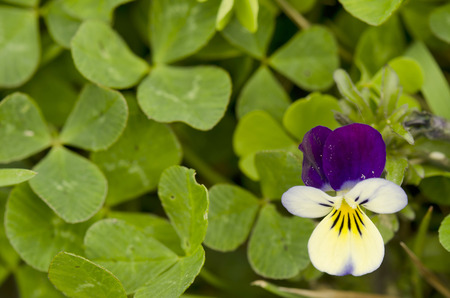 violet in clover