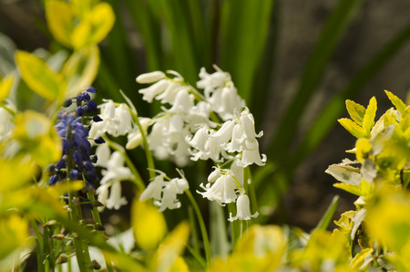 White bell flowerの写真素材