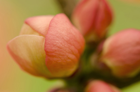 Japanese quinceChaenomeles japonicaの写真素材