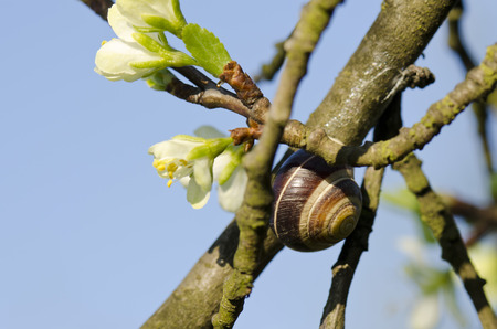 plum flowerの写真素材
