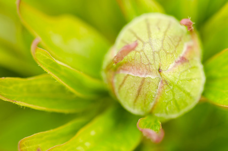 peony budの写真素材