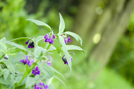 Comfrey Symphytum officanaleの写真素材