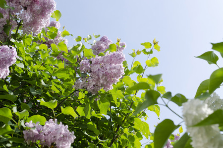 lilac purple flowerの写真素材