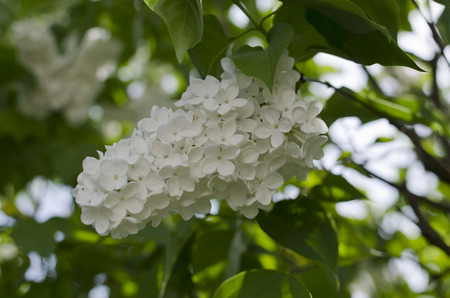 lilac white flowerの写真素材