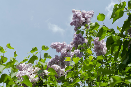 lilac purple flowerの写真素材
