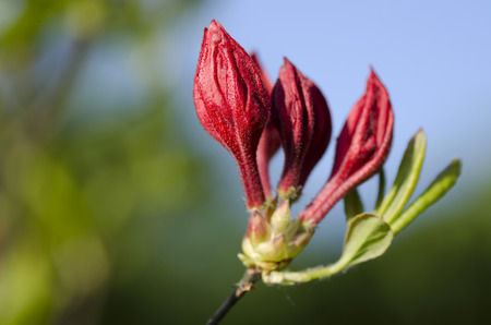 red azalea flowerの写真素材