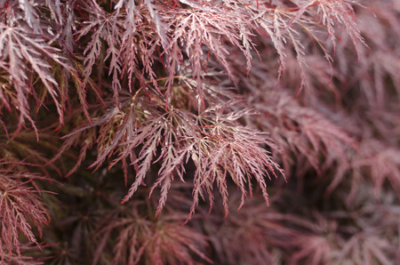 maple ornamental purple