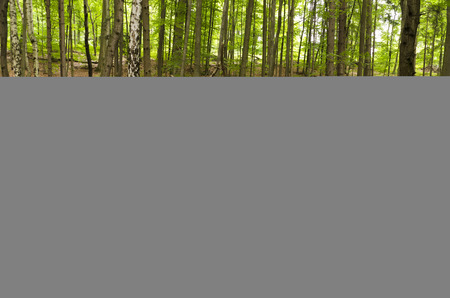 Fallen trunk with branches in the woods oldの写真素材