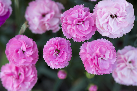 pink carnation flowerの写真素材