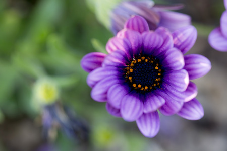 purple daisy flowerの写真素材