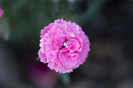 pink carnation flowerの写真素材