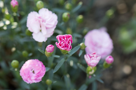 pink carnation flowerの写真素材