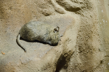 sleeping mouseの写真素材