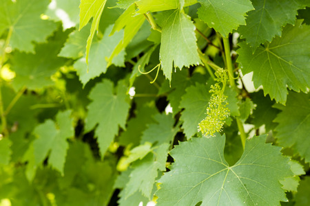 flower vines