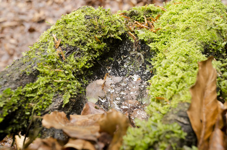 rain drops on spider web in mossの写真素材