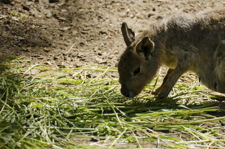 Patagonian Mara eatの写真素材