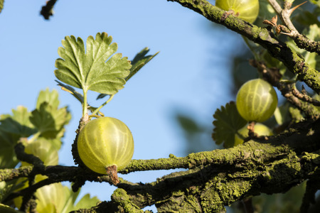 gooseberry fruits on the bush and blue sky in the backgroundの写真素材