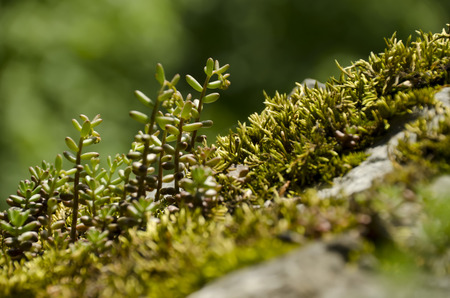 rock plant on a rock with a forest in the backgroundの写真素材