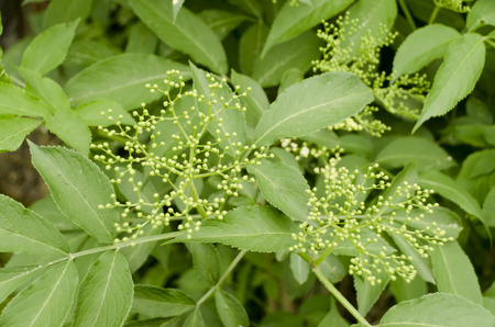elderberry flower buds