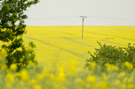 electric field in rapeseed field