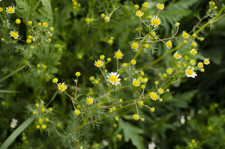 chamomile flowers growing in the summerの写真素材