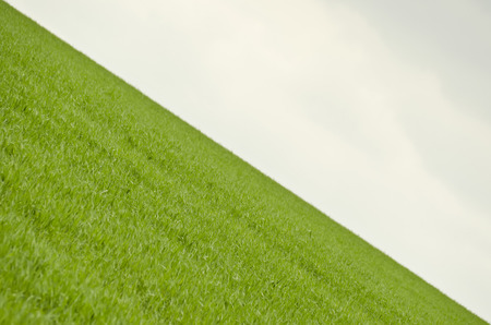 green corn and cloudy skies slopingの写真素材